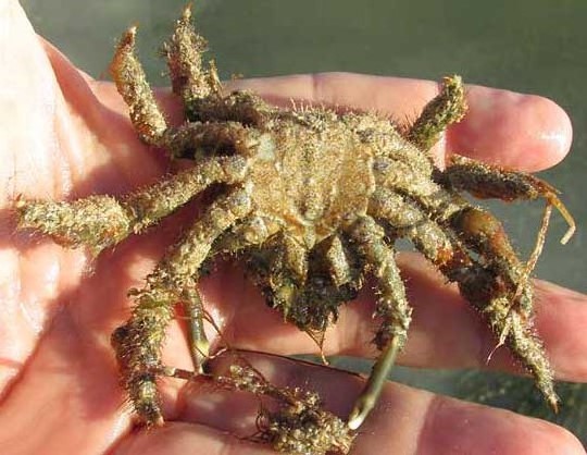 Anemone Crab, MITHRACULUS CINCTIMANUS, bottom view