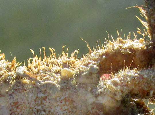 Anemone Crab, MITHRACULUS CINCTIMANUS, close-up of encrustation on body