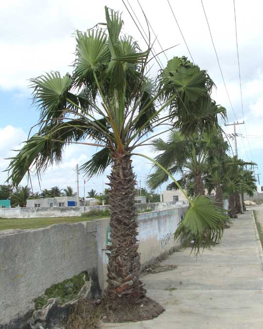 Mexican Fan Palm, WASHINGTONIA ROBUSTA