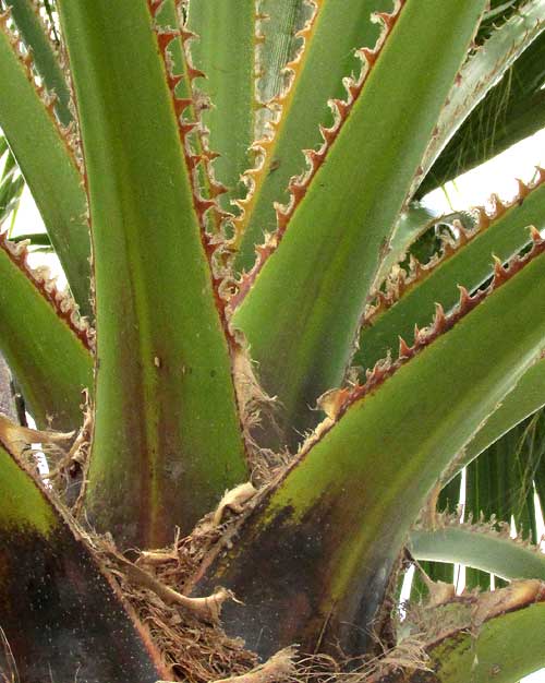 Mexican Fan Palm, WASHINGTONIA ROBUSTA, spiny teeth along petiole margins