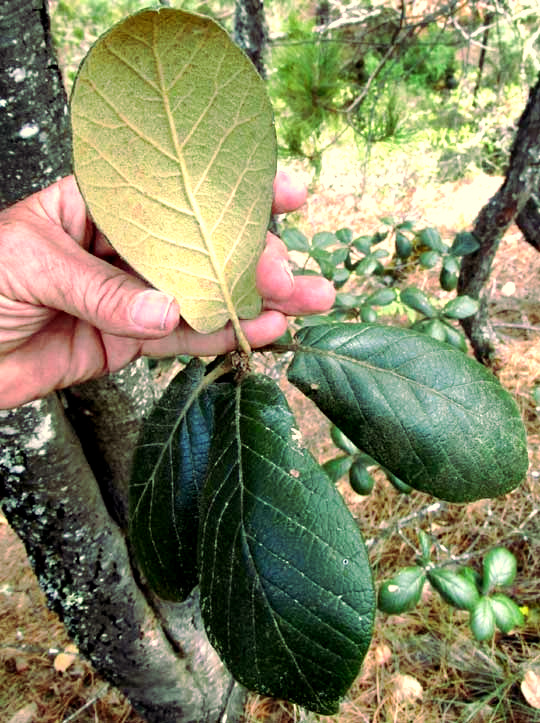 Net-leaf Oak, QUERCUS RUGOSA
