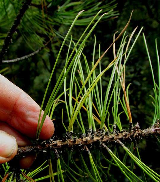 Teocote Pine, PINUS TEOCOTE, needles