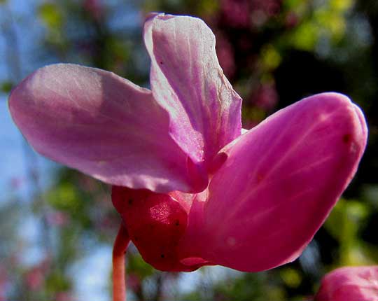 Eastern Redbud, CERCIS CANADENSIS, flower