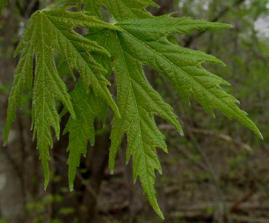 Silver Maple, ACER SACCHARINUM, new leaves