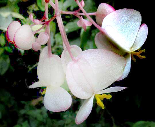Lotus-leafed Begonia, BEGONIA NELUMBIIFOLIA, flowers