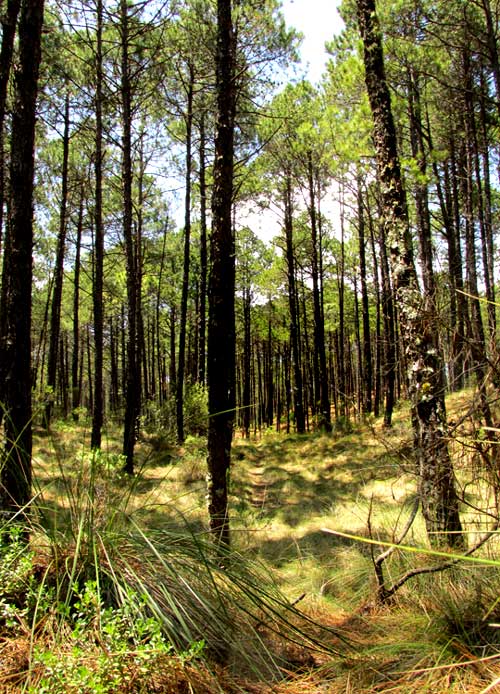 Forest at San Juan Ecological Resere at Las Vigas near Xalapa, Veracruz, Mexico