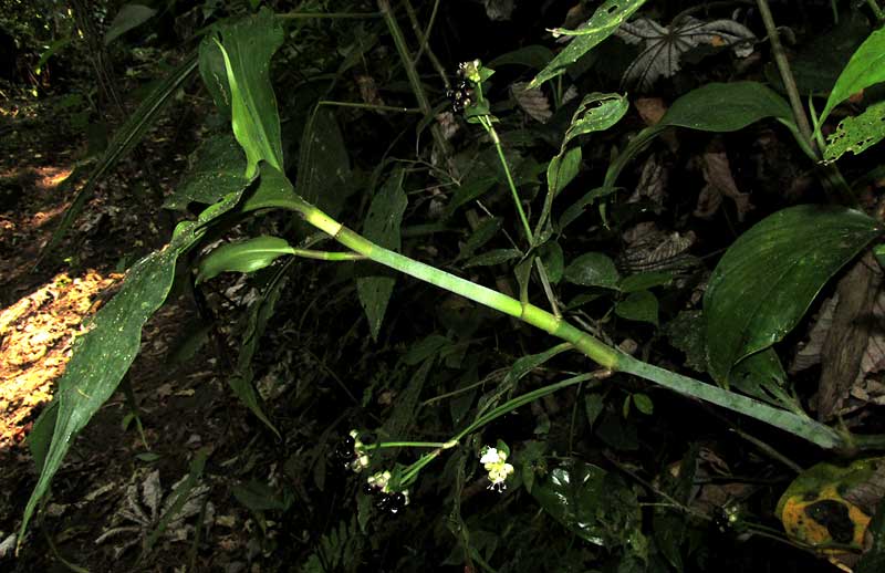 Gentian-leaved Spiderwort, TRADESCANTIA ZANONIA, in habitat