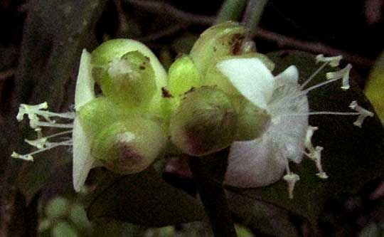 Gentian-leaved Spiderwort, TRADESCANTIA ZANONIA, flowers