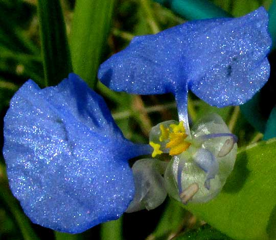 White-mouthed Dayflower, COMMELINA ERECTA, blue petals