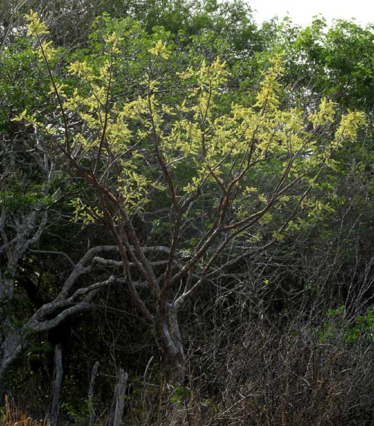 Gumbo-Limbo, BURSERA SIMARUBA, flowering tree