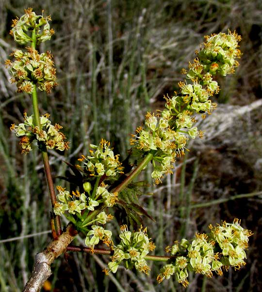 Gumbo-Limbo, BURSERA SIMARUBA, flowering heads