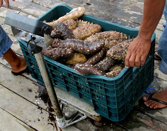 weighing sea cucumbers in Río Lagartos, on the Yucatan Peninsula's northern coast (~N21.60°, ~W88.16°), Yucatán state, México
