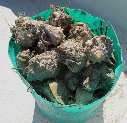 Crown Conch, MELONGENA BISPINOSA, bucket of them to be eaten