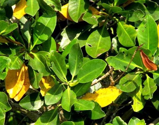 Red Mangrove, RHIZOPHORA MANGLE, leaves, some yellow