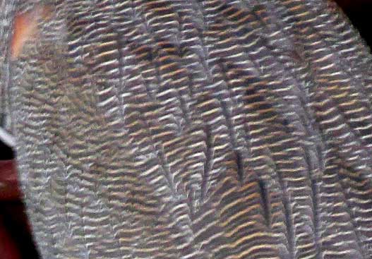 Bare-throated Tiger-Heron, TIGRISOMA MEXICANUM, pattern on back