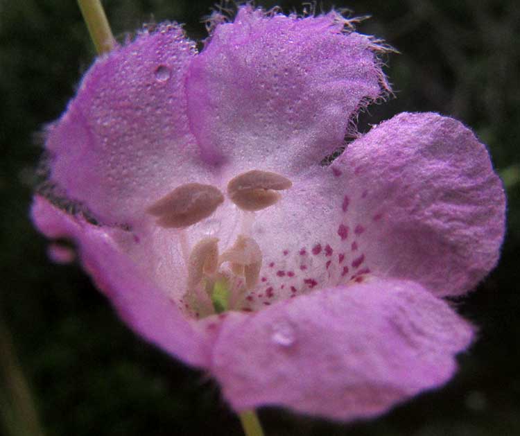 Saltmarsh Agalinis, AGALINIS SPICIFLORA, flower from front