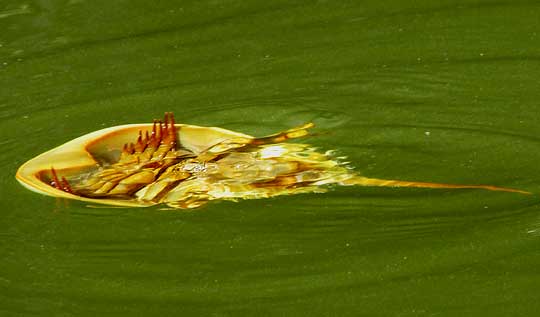 Horseshoe Crab, LIMULUS POLYPHEMUS, swimming uposide-down at water's surface