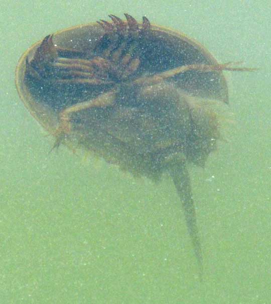 Horseshoe Crab, LIMULUS POLYPHEMUS, swimming underwater