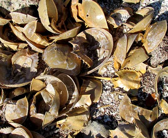 Horseshoe Crab, LIMULUS POLYPHEMUS, discarded molted shells