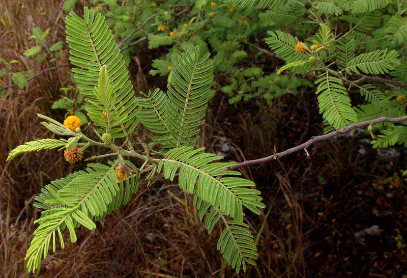 Feather Acacia or Huizache, VACHELLIA [ACACIA] PENNATULA ssp. PARVICEPHALA, leaves & flowering heads