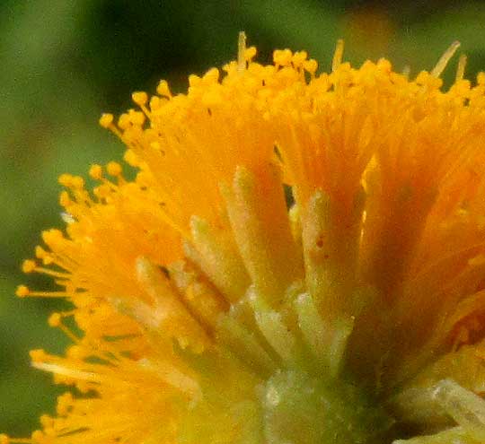 Feather Acacia or Huizache, VACHELLIA [ACACIA] PENNATULA ssp. PARVICEPHALA, flowers