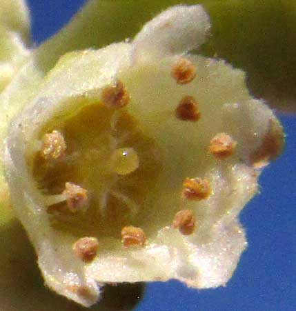 White Mangrove, LAGUNCULARIA RACEMOSA, flower
