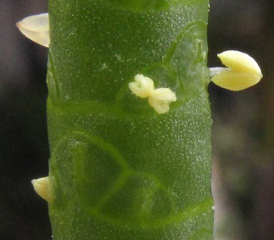 SALICORNIA BIGELOVII, flowering spike with exposed stamens