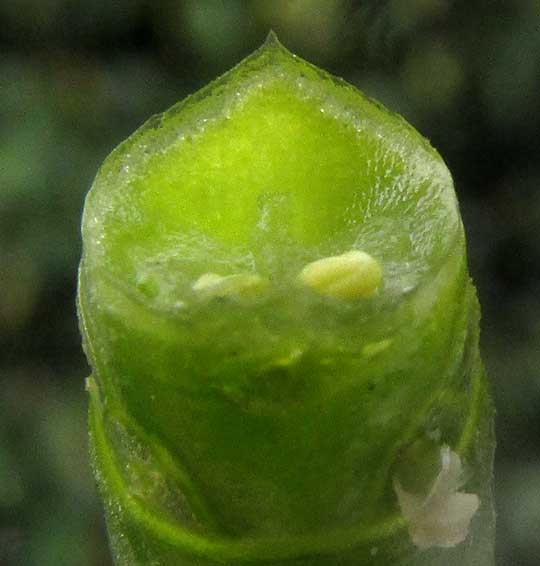 SALICORNIA BIGELOVII, cross section of stem