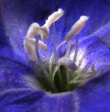 Dwarf BINDWEED, EVOLVULUS CONVOLVULOIDES, stamens & styles