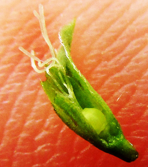 Dwarf BINDWEED, EVOLVULUS CONVOLVULOIDES, styles