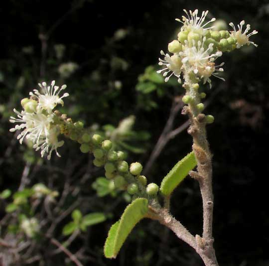 CROTON PERAERUGINOSUS, male flower cluster