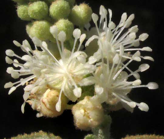 CROTON PERAERUGINOSUS, male flower