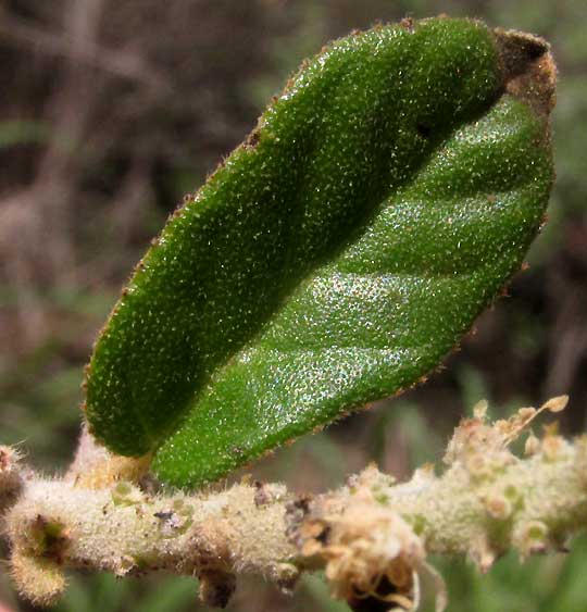 CROTON PERAERUGINOSUS, leaf top