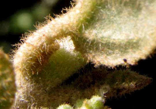 CROTON PERAERUGINOSUS, hairy leaf undersurface & petiole