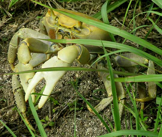 Blue Land Crab, CARDISOMA GUANHUMI, yellowish