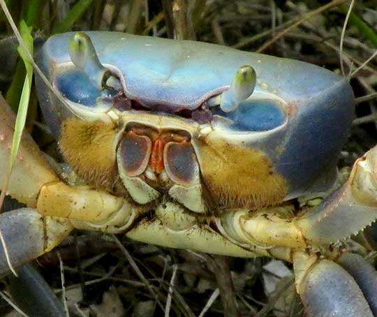 Blue Land Crab, CARDISOMA GUANHUMI, body front