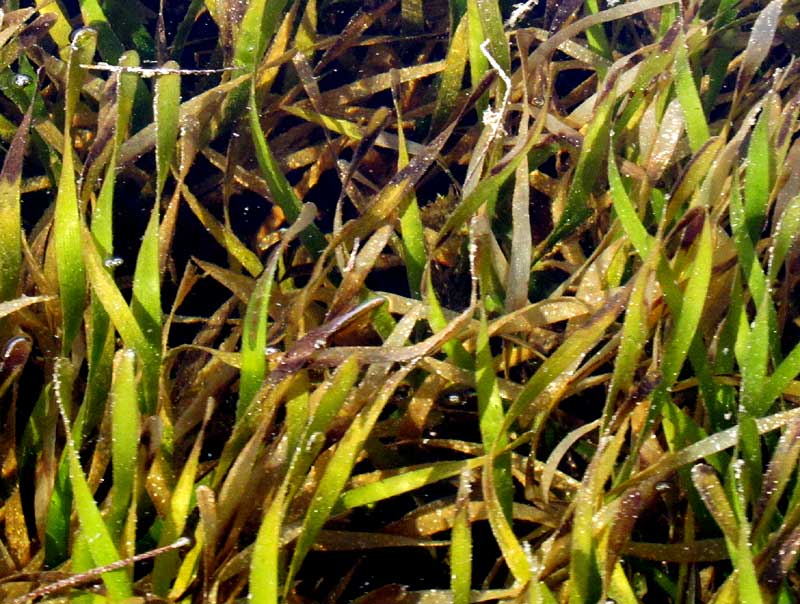 Turtle Grass, THALASSIA TESTUDINUM 