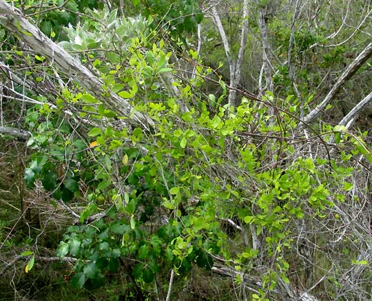 Tropical Mistletoe, STRUTHANTHUS CASSYTHOIDES, on Conocarpus erectus