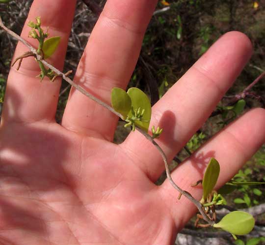 Tropical Mistletoe, STRUTHANTHUS CASSYTHOIDES