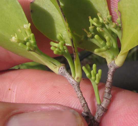 Tropical Mistletoe, STRUTHANTHUS CASSYTHOIDES, inflorescence