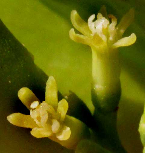15Tropical Mistletoe, STRUTHANTHUS CASSYTHOIDES, flowers