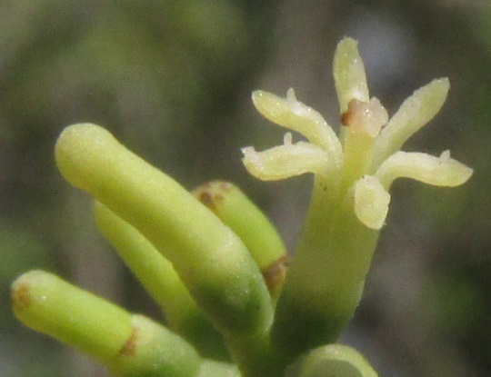 Tropical Mistletoe, STRUTHANTHUS CASSYTHOIDES, flower