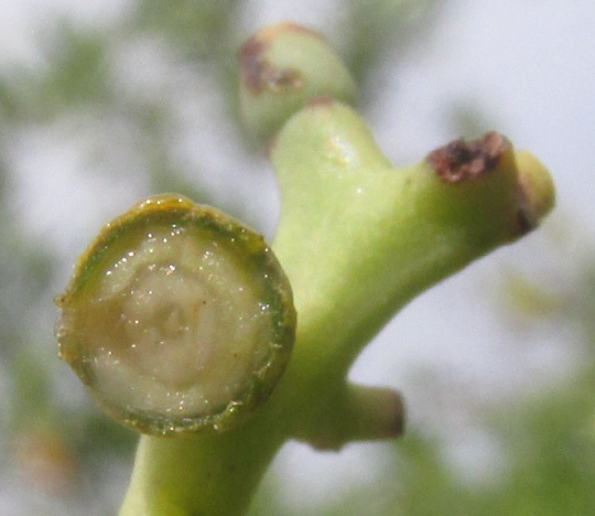 Tropical Mistletoe, STRUTHANTHUS CASSYTHOIDES, over cross section