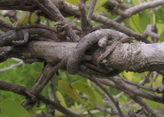 Tropical Mistletoe, STRUTHANTHUS CASSYTHOIDES, roots
