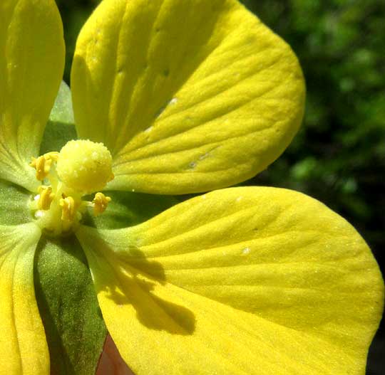 Mexican Primrose-Willow, LUDWIGIA OCTOVALVIS, flower from front