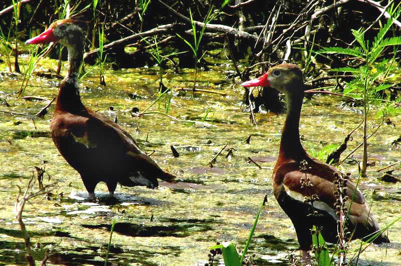  Black-bellied Whistling-duck, DENDROCYGNA AUTUMNALIS, immature in Mexico