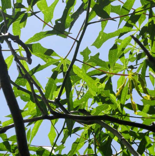 Tree Manioc, Manihot cf. carthaginensis, leaves of large plant