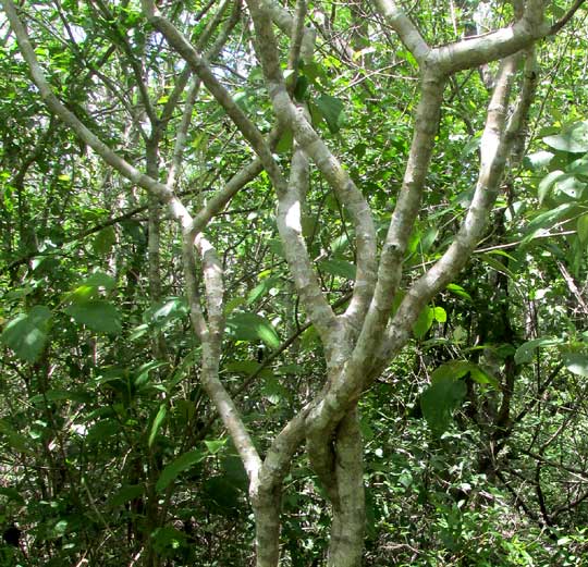 Tree Manioc, Manihot cf. carthaginensis,woody stems of large plant