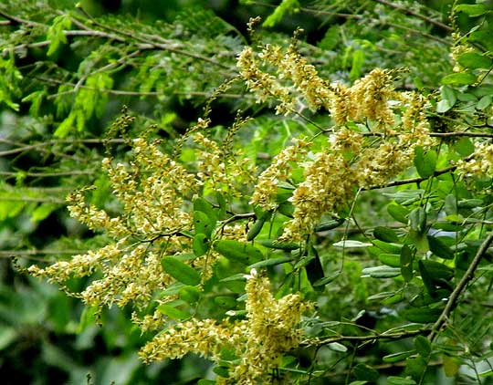 APOPLANESIA PANICULATA, flower clusters