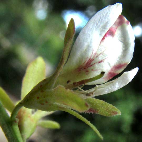 APOPLANESIA PANICULATA, flower